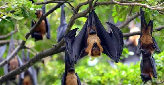 Bats died of starvation in Cherthala | District News | Manorama English