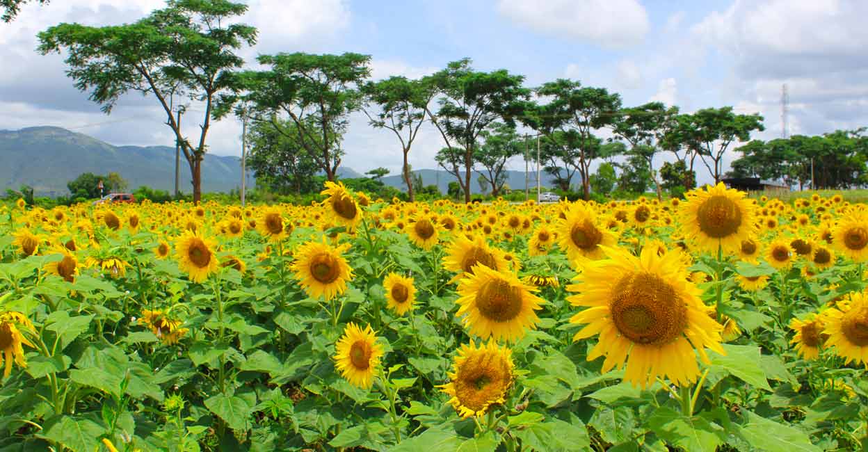 Onam season travel: Want to buy flowers and enjoy farms and gardens? Head to these blossom meadows