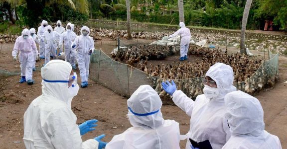 Maha: Bird flu cases confirmed in Parbhani, Mumbai, Thane