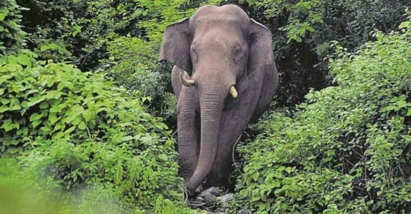 World Elephant Day: At Least 60 Died In Captivity In Kerala In Last 3 