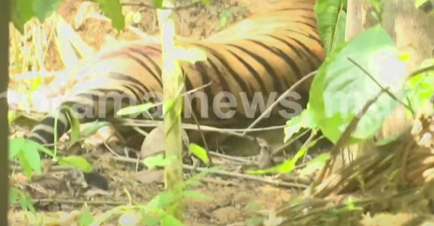 Wayanad Tiger Tranquilised, To Be Moved To A Protection Centre ...