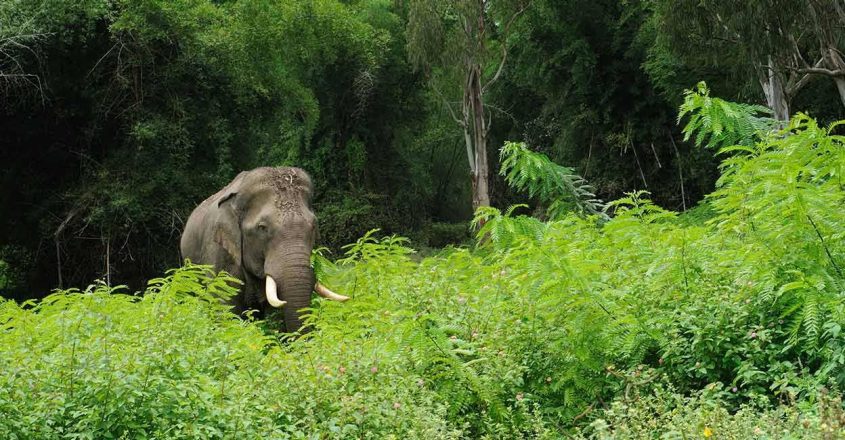 Human-animal Conflict Declared As State-Specific Disaster In Kerala