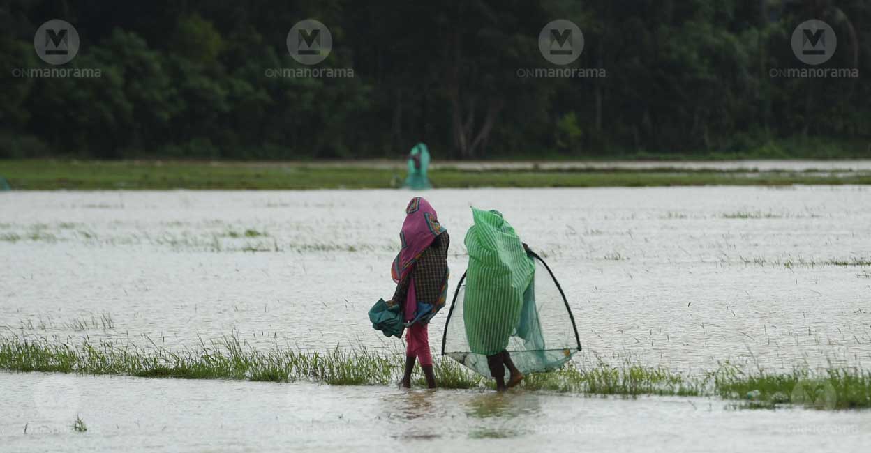 Kerala rain: Orange alert in Kozhikode and Wayanad, yellow alert in 8 districts