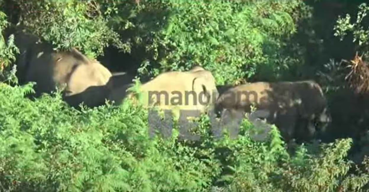 Elephant herd creates panic in Munnar's residential areas following fatal attack on auto driver