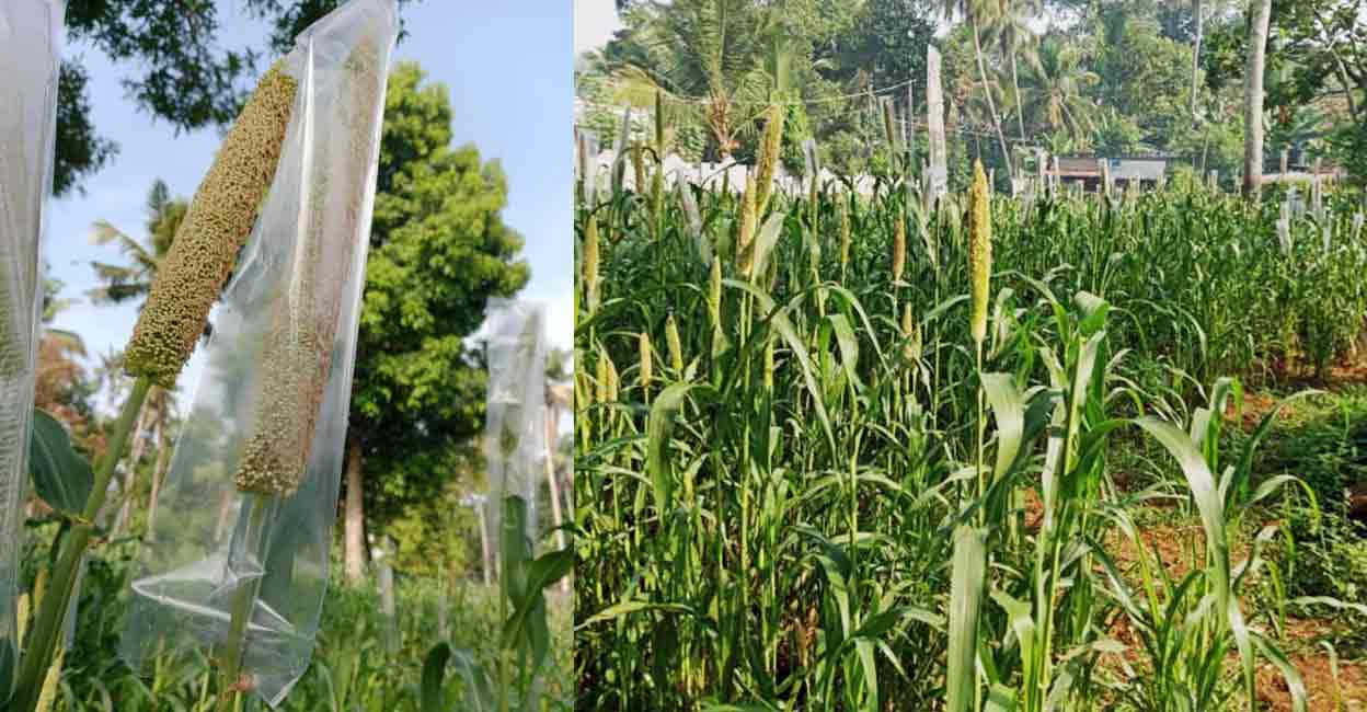 For a change, Kerala women farmers in Upper Kuttanad grow maize instead of paddy, reap success