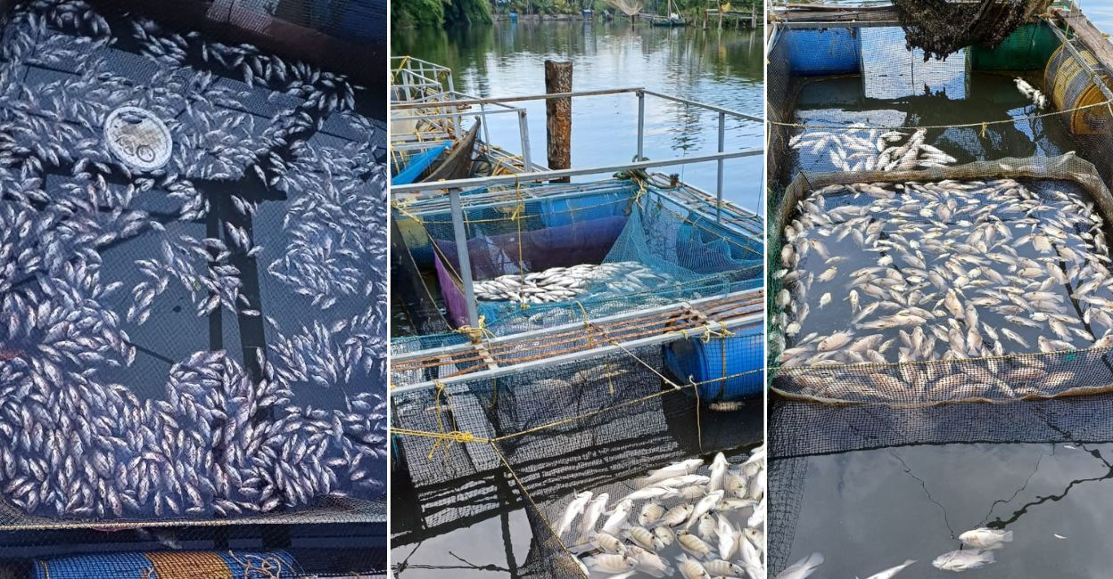 Periyar fish kill puts livelihood of many at risk, poses environmental threat