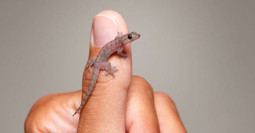 Gowli sastram: When a lizard hints about likely events | Astrology
