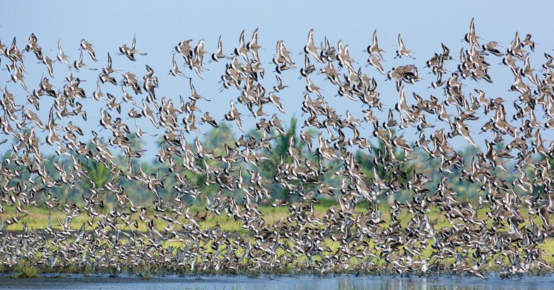 8 types of migratory birds flocking to Kerala this winter | Photo story ...