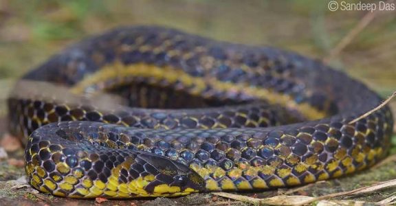 Scientists discover new snake species from Western Ghats | News ...