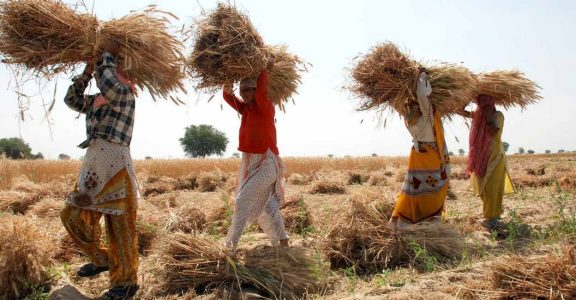 Larger planting area, favourable weather help India set wheat harvest ...