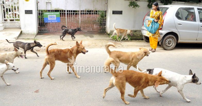 Stray Dogs Maul Toddler To Death In Chandigarh | Stray Dogs Attacked ...