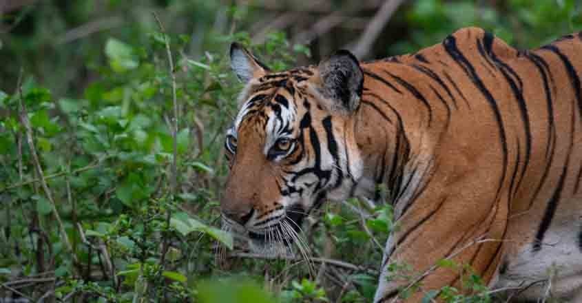 Forest personnel intensify efforts to capture tiger at Vadasserikkara ...