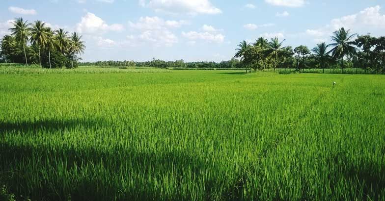 Conversion, reclamation of paddy fields: govt mulls 3-year jail term