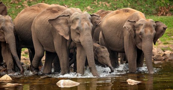 As heatwave sweeps Deccan Plateau, elephant herds begin seasonal ...