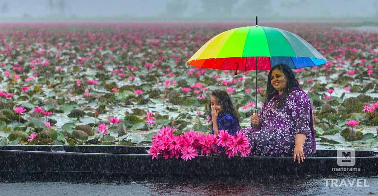 Floral carpet of pink water lilies in Kerala's Kollad: How to reach the spot?