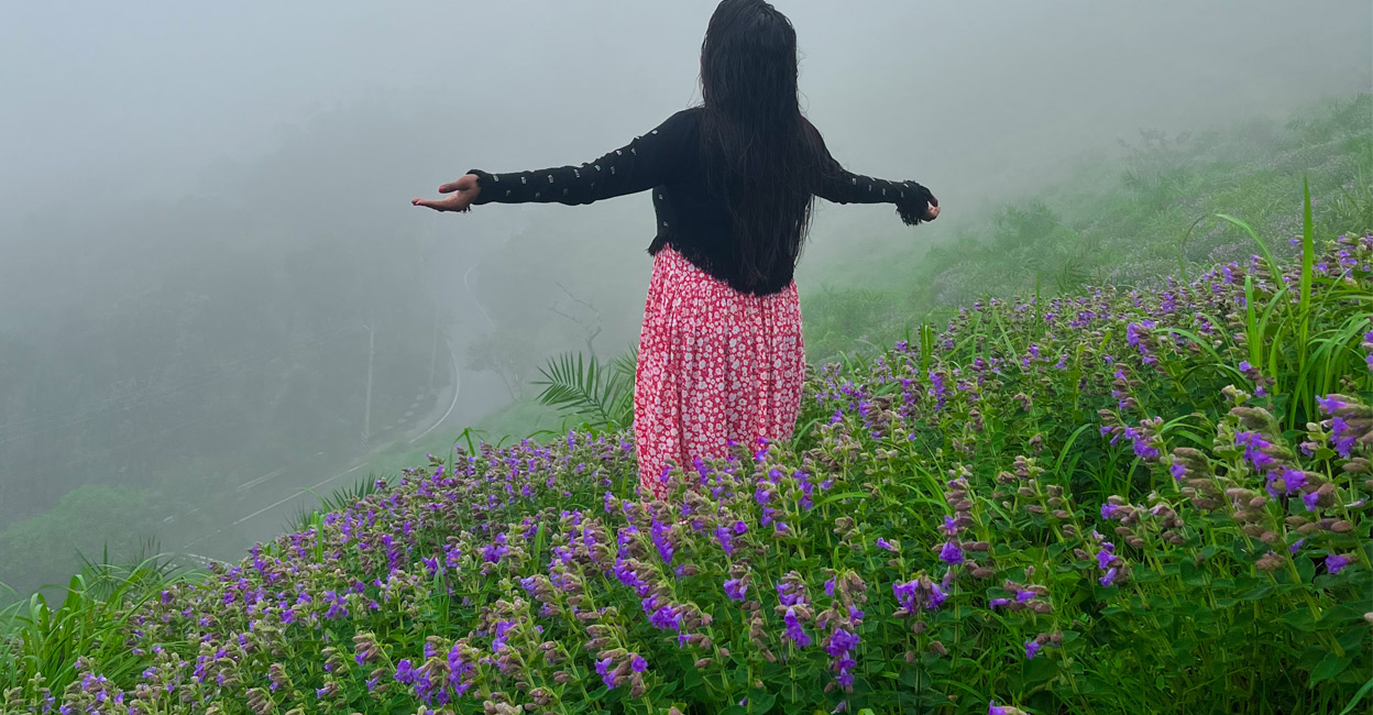 Neelakurinji blossoms again in Kerala: How to reach the spot?