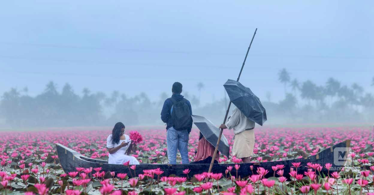 Water lily season at Kerala's Malarikkal: Here's how to reach the spot