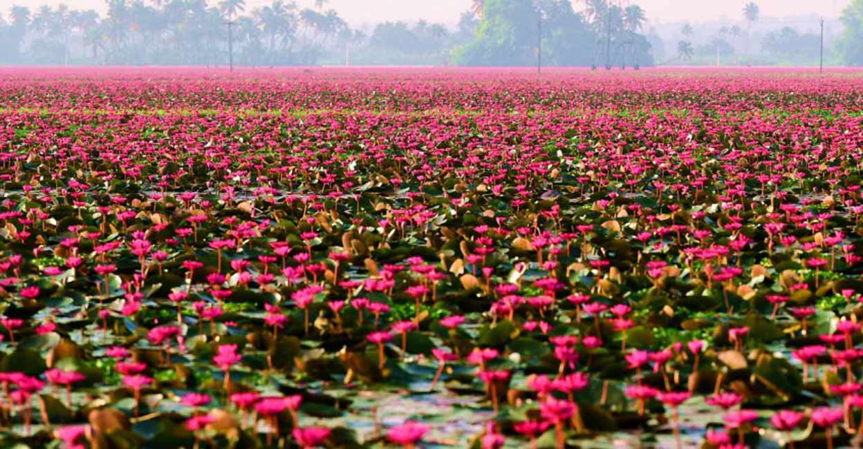 Yet another water lily field in Kottayam: Tourists head to Kovichal