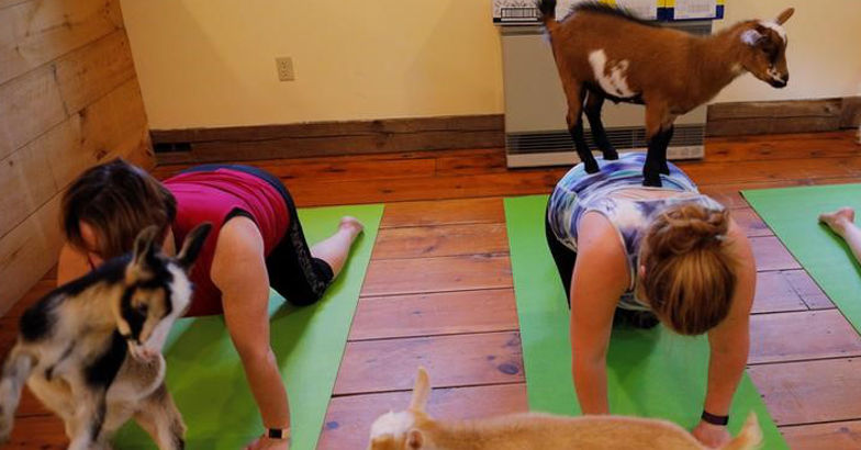 Downward-facing goat: Yoga trend draws flock to New Hampshire farm